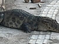 Jacaré com cerca de 1,5 m é resgatado após aparecer em calçada na zona sul de João Pessoa