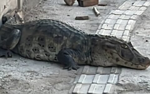 Jacaré com cerca de 1,5 m é resgatado após aparecer em calçada na zona sul de João Pessoa