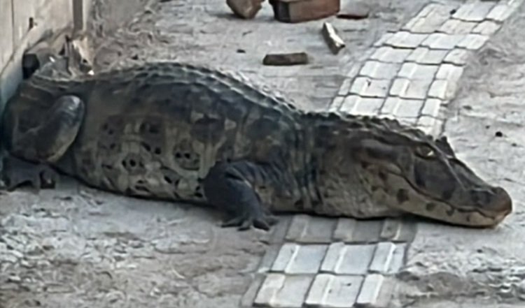 Jacaré com cerca de 1,5 m é resgatado após aparecer em calçada na zona sul de João Pessoa